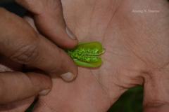 Crotalaria mysorensis